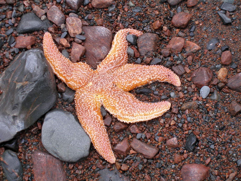 sea start in bay of fundy