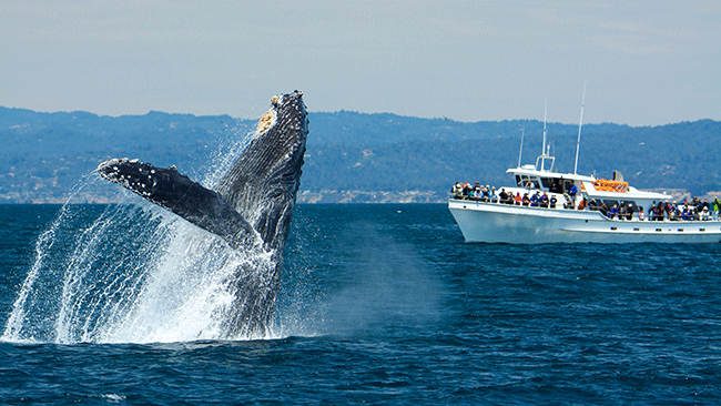 Fisherman's Wharf watch whale