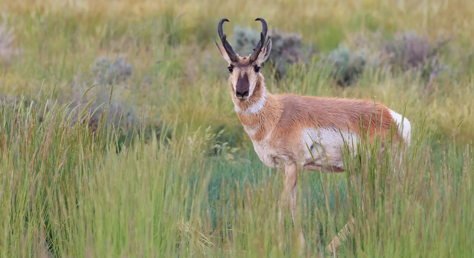 yellowstone national park wildlife animals