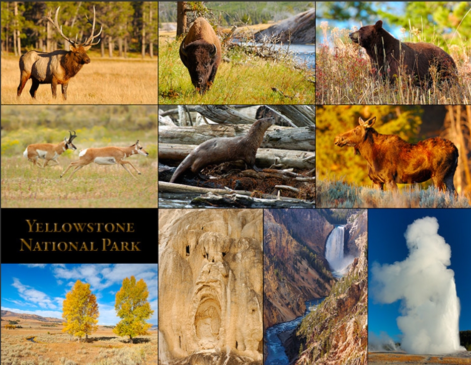 yellowstone national park wildlife