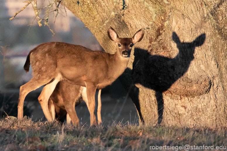 whitetail deer with black tail