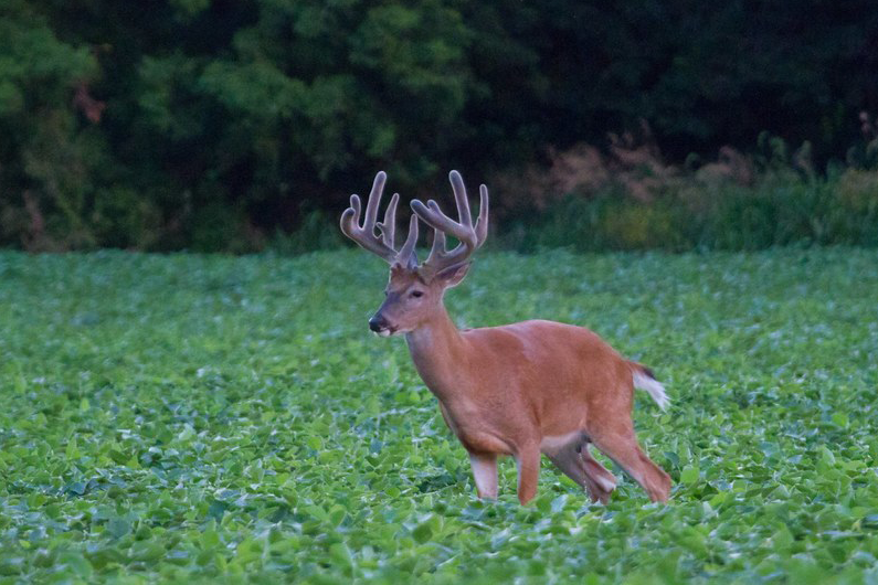 american whitetail deer