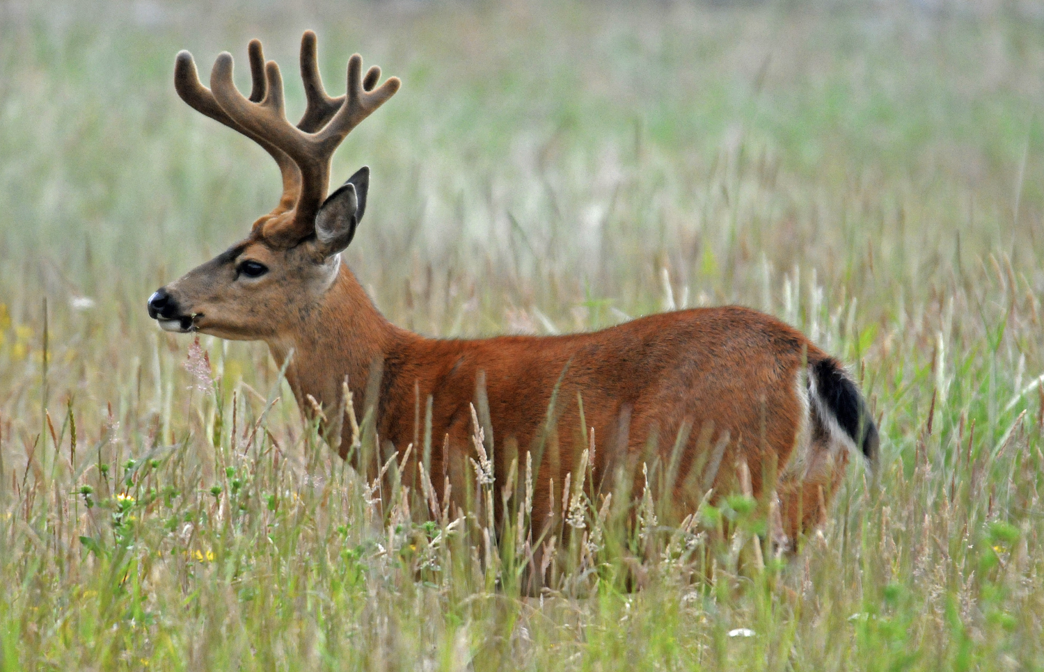 whitetail deer with black tail