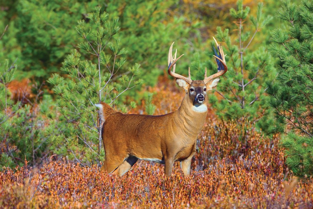 american whitetail deer