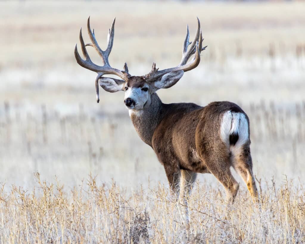 whitetail deer with black tail