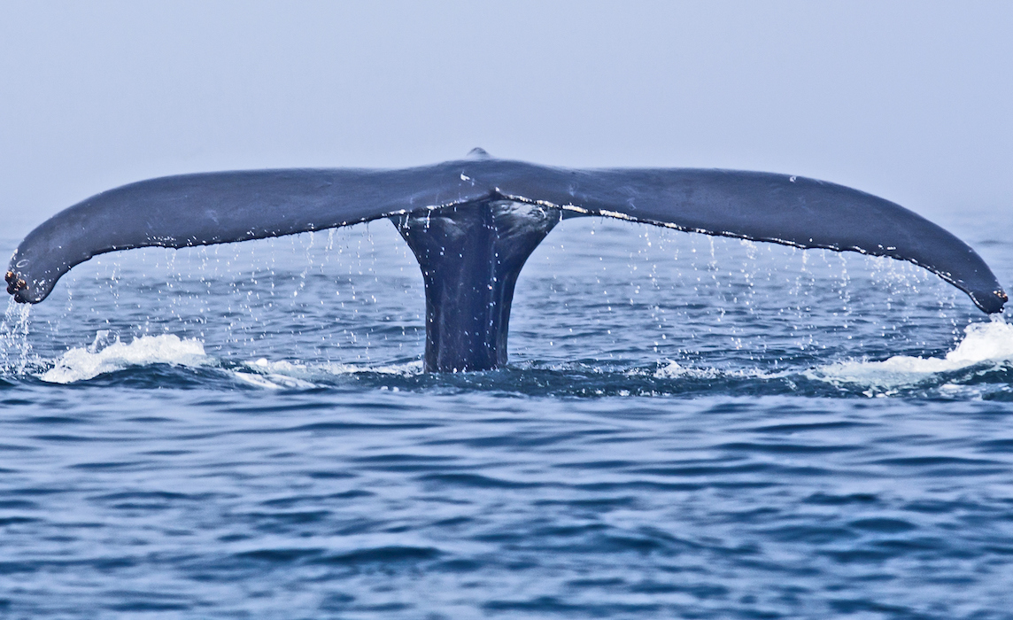 whale in bay of fundy
