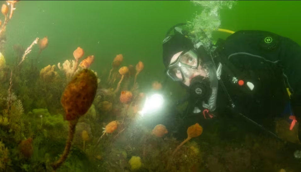 dive into the depths of the bay