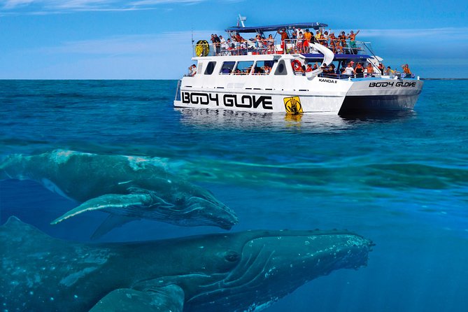 hawaii-whale-watching-tour.