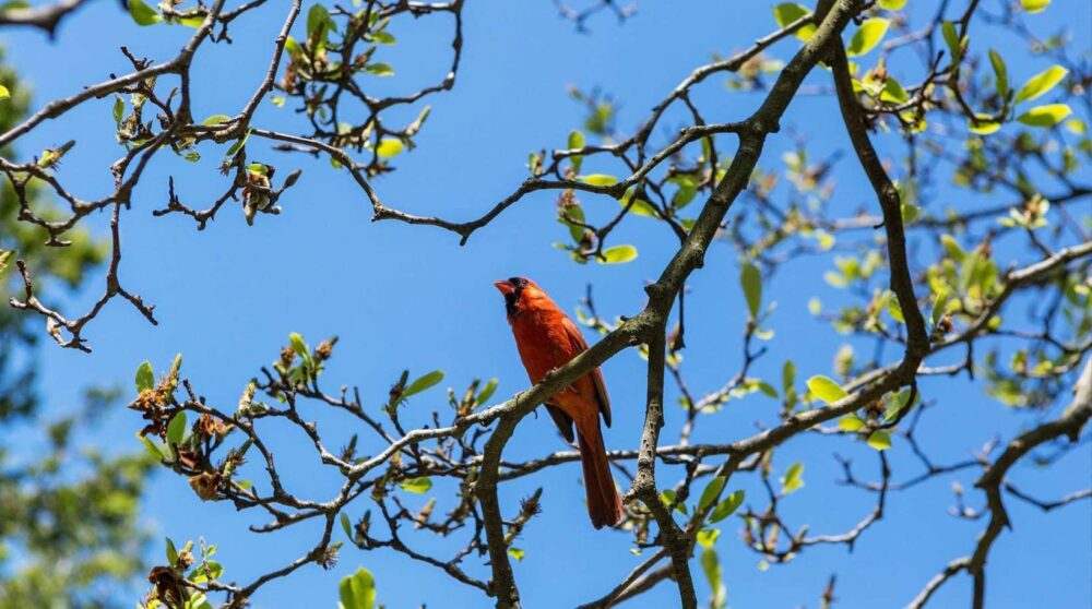 Birdwatching in New York Central Park