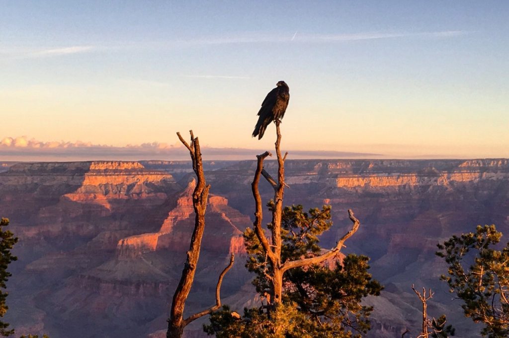 Great Canyon  Wildlife in the Abyss