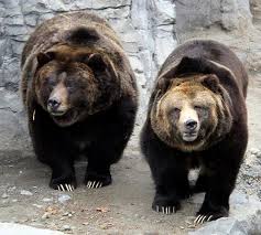 black bear in zoo nyc central park