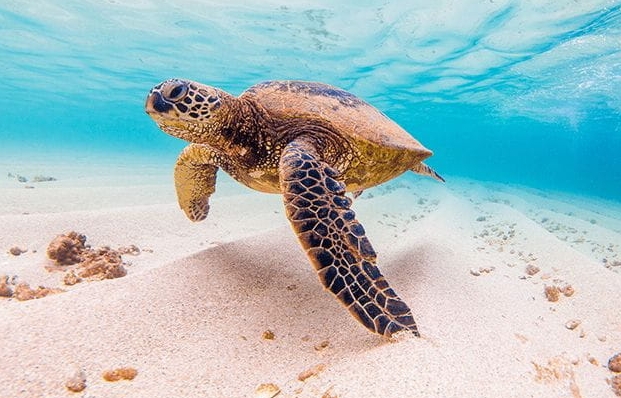 bali turtle sanctuary