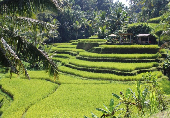 bali 1 week trip cost
