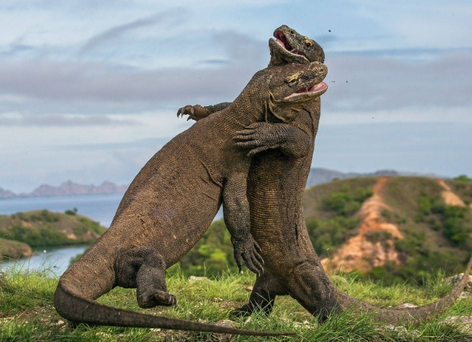 komodo bali