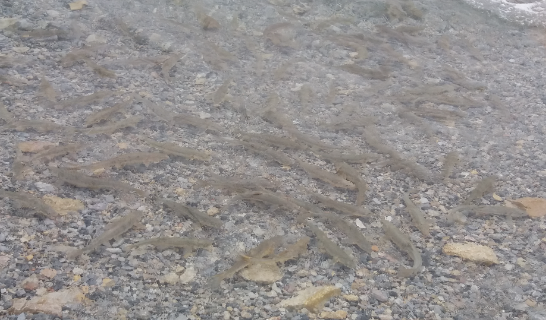 namtso lake fish