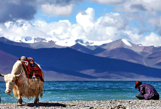 magic deer of lake namtso