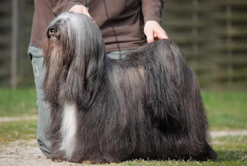 kuo yarlung namtso tibet terriers