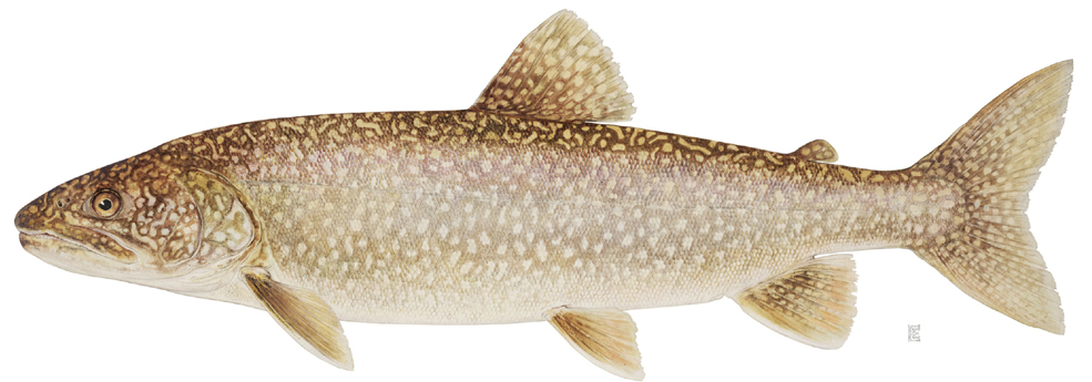namtso lake fish species