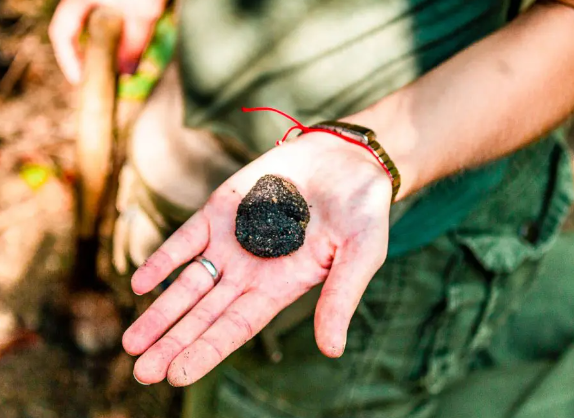 Croatia Truffle Travel Guide