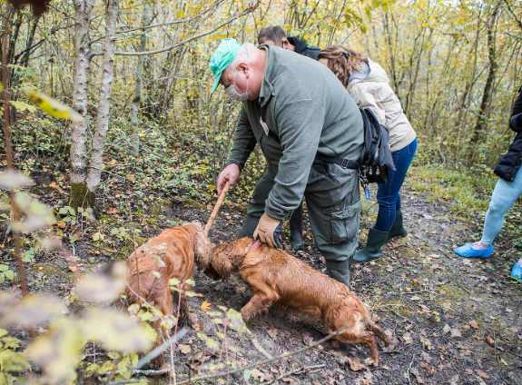 Istria Truffle Hunting Guide