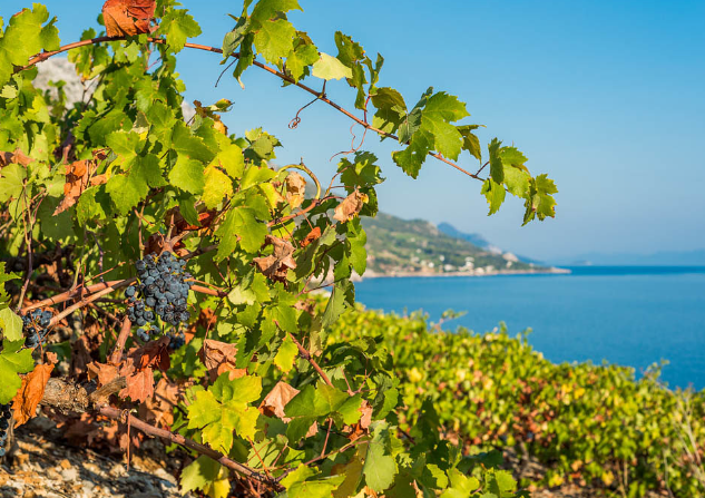 Pelješac Wine Travel Guide